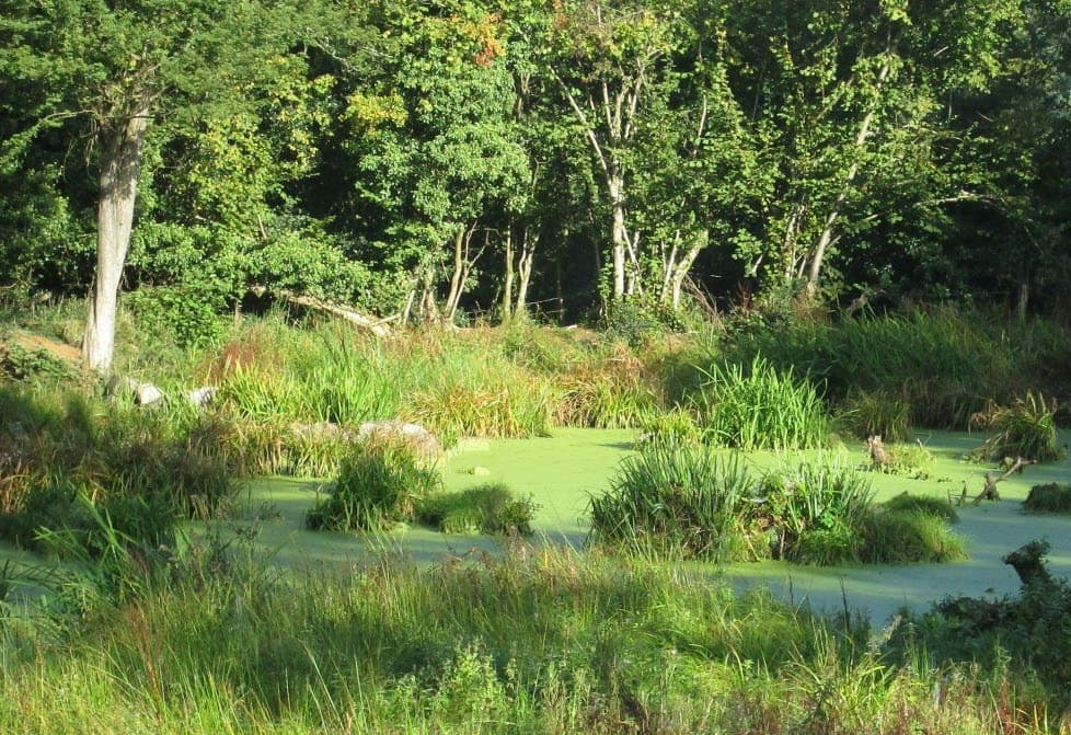 Existing pond and wetland vegetation on the site, with mature trees along the boundary